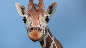 В Ленинградском зоопарке поведали истории пяти главных звёзд-долгожителей