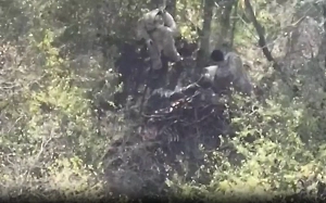 Наша разведка сняла на видео, как бойцы ВСУ сожгли тела сослуживцев в Запорожье