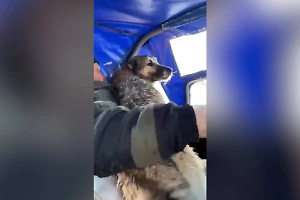 Пёсель Вулкан сел на льдину и едва не устроил косплей на потерянного мамонтёнка