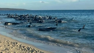 Второго мёртвого дельфина нашли на побережье Анапы, он задохнулся от мазута