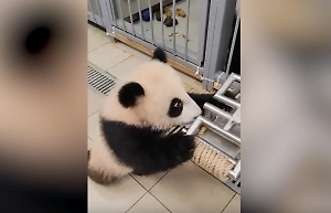 Панда Катюша "сбежала" во время уборки в вольере