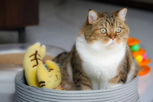 На популярные корма для кошек и собак снизят цены после вмешательства ФАС