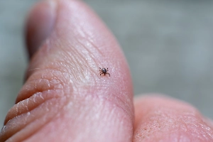 Доктор Мясников раскрыл, какую таблетку нужно срочно принять после укуса клеща