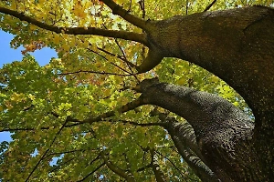 Разрушает бетон и проникает под кровлю: Названы три коварных растения для дачи