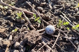 Атаковавший дом в Курске дрон ВСУ нёс заряд с поражающими элементами