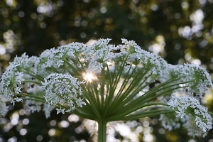 В России полностью уничтожат «‎живучий и опасный» борщевик при помощи грибов