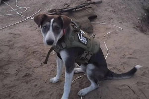 Проведшая бойцов СВО через минное поле собака Победа получила «Лохматый Оскар»