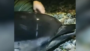 Более 100 погибших дельфинов нашли экологи за март на побережьях Кубани