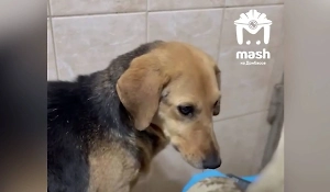 Донецкие ветеринары спасли жизнь собаке с опухолью размером с её голову