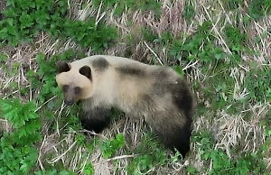 Потрясающий окрас: В Алтайском заповеднике голодная «панда» попала на видео