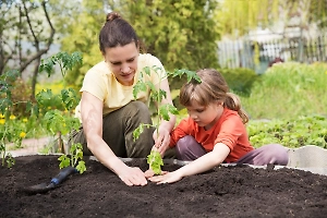 Календарь садовода на май 2025: Какие овощи и фрукты приживутся. Благоприятные дни для посадки на даче