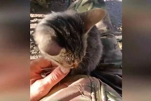 Пушистый талисман: Российский боец Север спас котёнка от роя дронов и обрёл верного друга