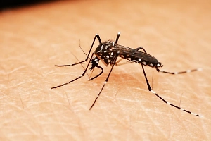 Названы страны, где российские туристы могут подхватить лихорадку чикунгунья