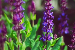 В Союзе садоводов назвали растения, за выращивание которых могут оштрафовать до 300 тыс. рублей