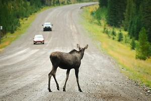 Встреча со зверем на трассе: Как избежать штрафа и что делать после столкновения
