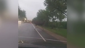 «Только давление на власти поможет»: Экс-депутат Рашкин призвал помочь раненому лосёнку