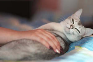 В плену заботы и еды: В Швейцарии судят пенсионерку, которая «отбила» кота у соседки