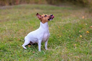 Кинолог убила и зарыла собаку в лесу, а потом напоказ «искала», пока беременная хозяйка не потеряла ребёнка