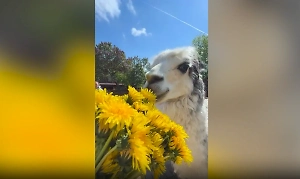 Альпаке Шарлотке из Ленинградского зоопарка подарили букет одуванчиков на день рождения