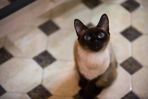 В Москве няня ошпарила кипятком двухлетнего ребёнка и изувечила кота