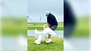 Трамп сообщил, что на Уиткоффа напал лебедь во время игры в гольф