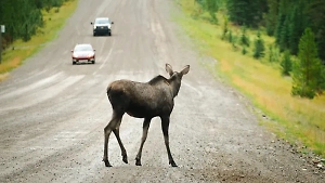 Под Петербургом один человек погиб и четверо пострадали в ДТП с лосём