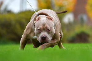 Американский булли: всё о собаке, описание породы, характер, сколько стоит щенок
