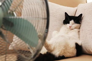 Вот почему они умирают первыми: Если у вас такой питомец, немедленно спрячьте его от жары и солнца