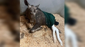 Сердце не выдержало наркоза: Умер сбитый в Подмосковье лосёнок Илюша
