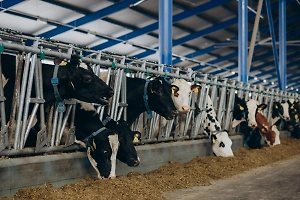 Британские учёные научились делать ткань из навоза