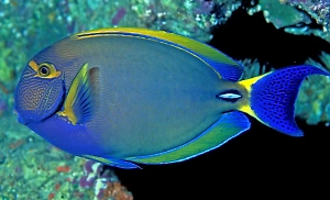 Рыба-хирург изрезала ногу россиянки в Египте, «операция» была внеплановой