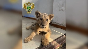 Москвич ради забавы поселил в квартире львёнка на грани вымирания, за ним пришёл прокурор