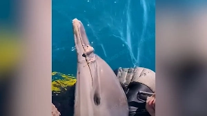 «Не открывал рот и плавал сгорбленный»: Волонтеры спасли запутавшегося в леске дельфина