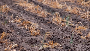 Урожай под угрозой: Режим ЧС ввели в восьми районах Кубани из-за засухи