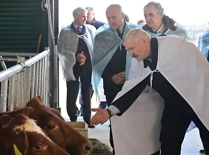 «Не только молоко»: Лукашенко предложил воздвигнуть памятник в честь коровы