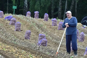 «Хотя бы по две бороздки»: Лукашенко призвал белорусов сажать картофель