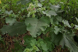 Учёные выяснили, как листья лопуха помогут победить диабет и кишечную палочку