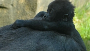 Детёныша гориллы из Московского зоопарка назвали в честь его малой родины
