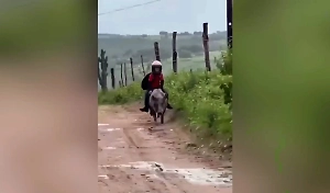 Мальчик начал ездить в школу на свинье и собрал полтора миллиона подписчиков