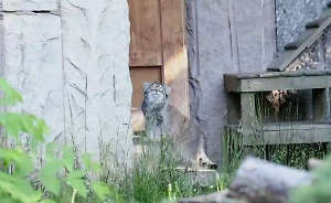 В Московском зоопарке раскрыли секрет сезонной диеты похудевшего манула Тимофея