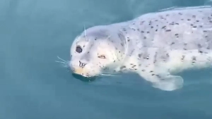 Он сам просил о помощи: В Приморском крае люди помогли раненому детёнышу тюленя