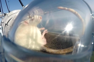 1,5-часовой полёт прошёл успешно: Российские учёные запустили в стратосферу крыс с ИИ-чипами