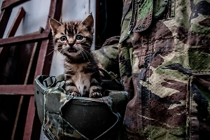 Пушистый пилот: Летающего на дроне котёнка сняли на видео в зоне СВО