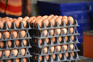 В РЭУ им. Плеханова раскрыли Life.ru, когда нормализуются цены на яйца