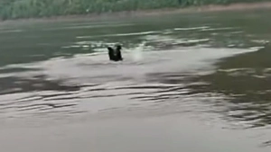 Косолапый романтик: Российский медведь сбежал в Китай ради любви и стал звездой соцсетей