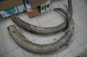 В российском регионе нашли уникальные бивни мамонта возрастом 127 тысяч лет