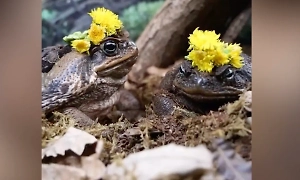 Она сказала «Ква»: Жабы Настюша и Ванюша поженились в Московском зоопарке