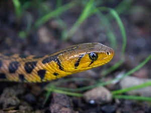 Мужчина инсценировал смерть жены от яда змеи и три года скрывался от правосудия