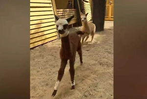 Пушистый бэби-бум: Московский зоопарк представил двух новорождённых альпак