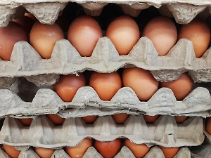 В Минсельхозе рассказали о стабилизации цен на куриные яйца